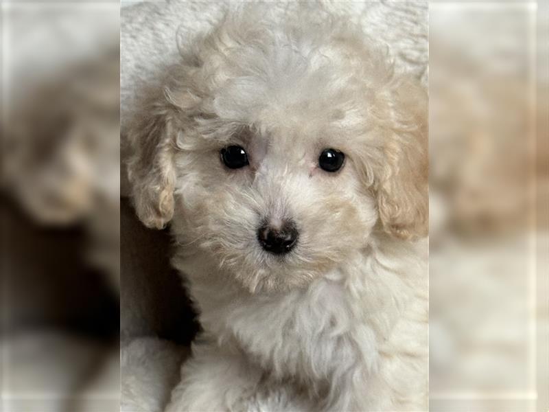 Sehr schöne Maltipoo welpen in abricot und crème farben