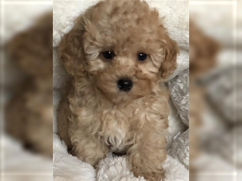 Sehr schöne Maltipoo welpen in abricot und crème farben