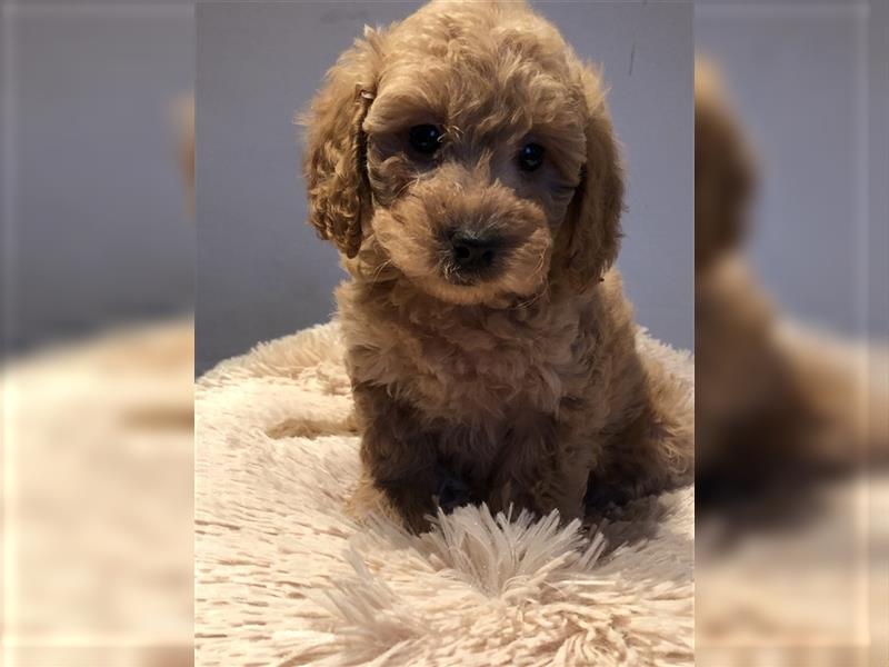 Sehr schöne Maltipoo welpen in abricot und crème farben