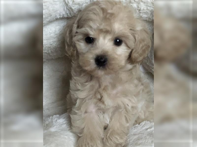 Sehr schöne Maltipoo welpen in abricot und crème farben