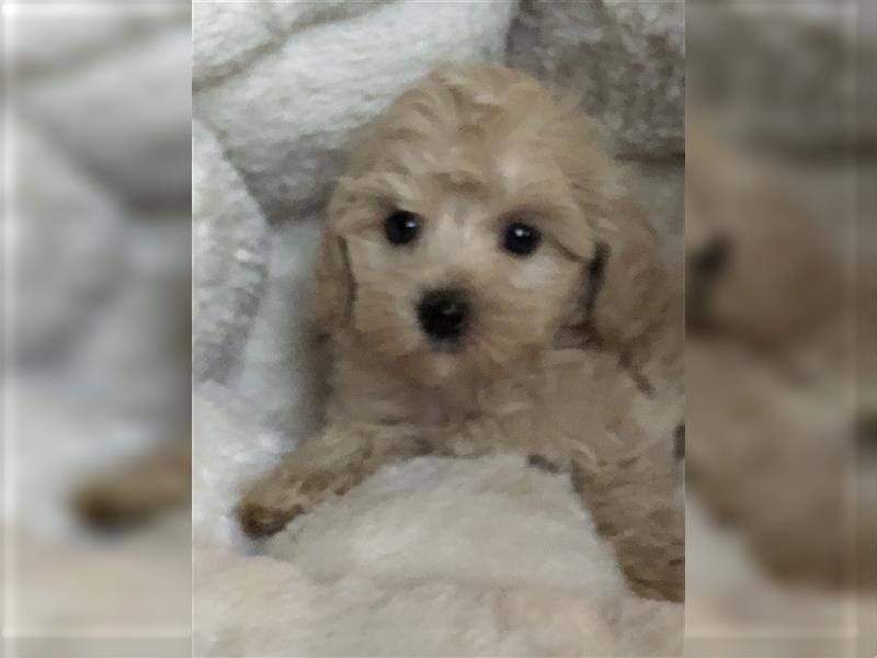 Sehr schöne Maltipoo welpen in abricot und crème farben