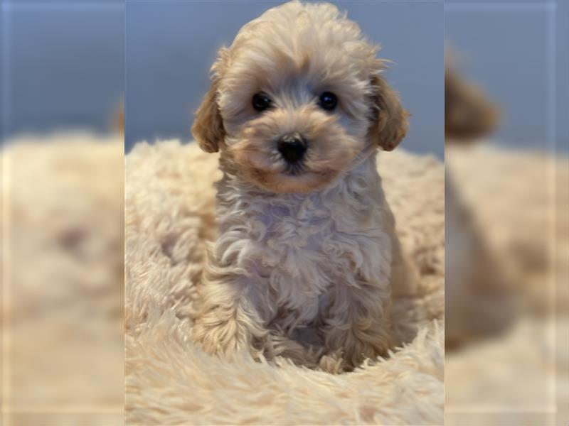 Sehr schöne Maltipoo welpen in abricot und crème farben