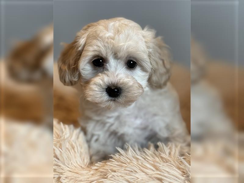 Sehr schöne Maltipoo welpen in abricot und crème farben