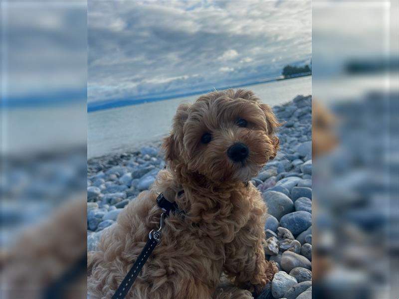 Karamellfarbene Maltipoo, Welpe,verspielt,süß,zärtlich.