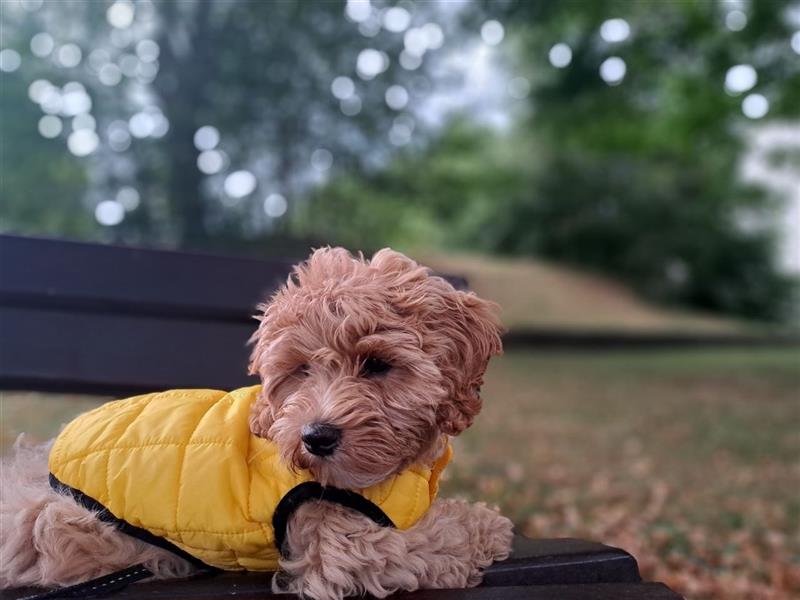 Karamellfarbene Maltipoo, Welpe,verspielt,süß,zärtlich.