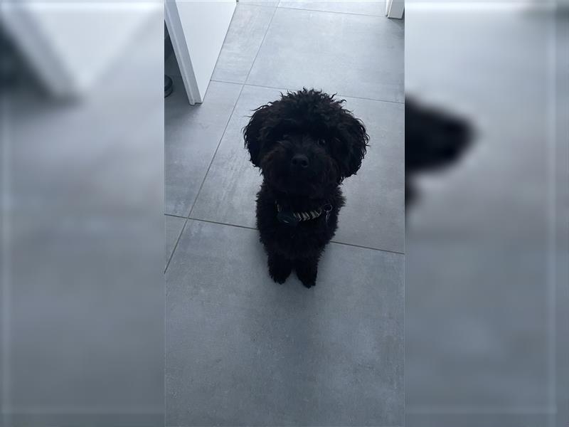 Maltipoo Deckrüden, schwarz (kein Verkauf)