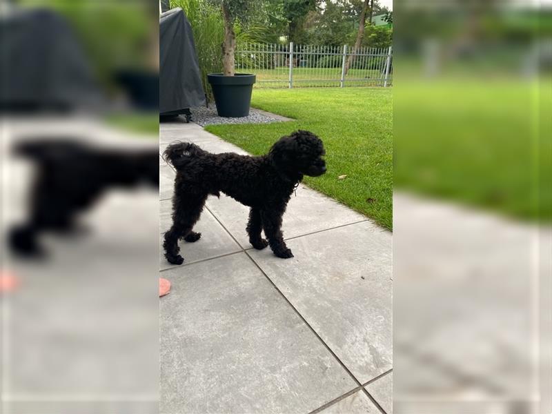 Maltipoo Deckrüden, schwarz (kein Verkauf)