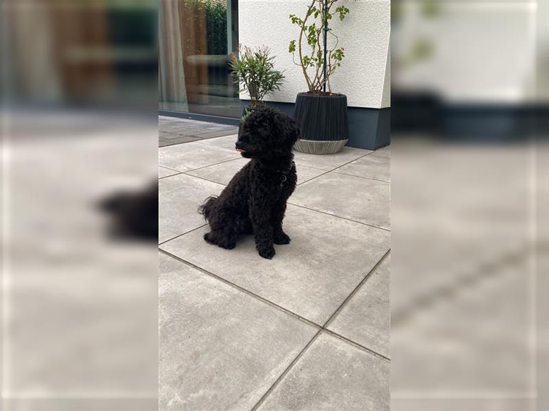 Maltipoo Deckrüden, schwarz (kein Verkauf)