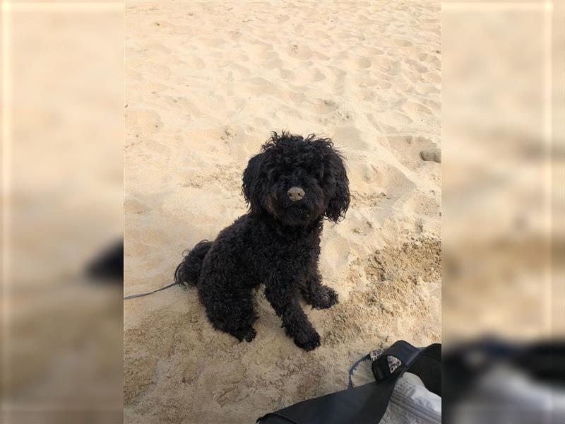 Maltipoo Deckrüden, schwarz (kein Verkauf)