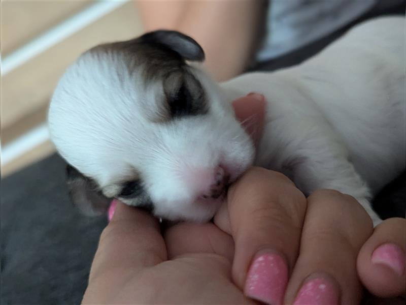 Maltipoo Welpen