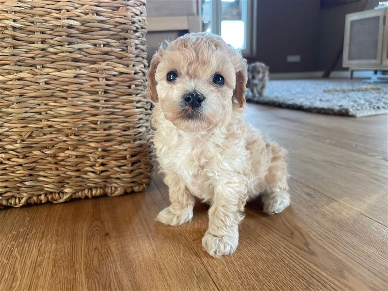 Maltipoo Welpen ab November 24 abzugeben