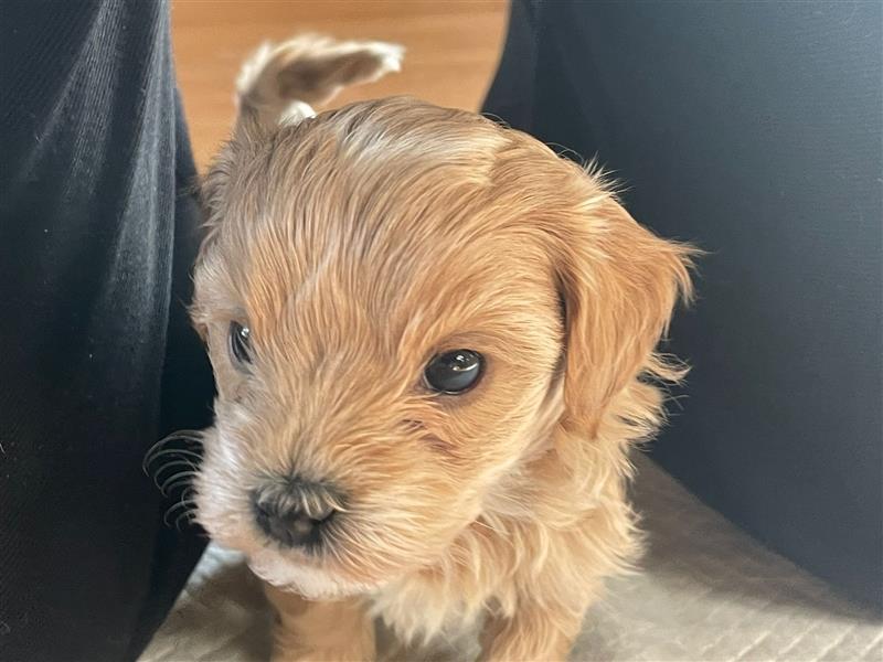 Maltipoo Welpen ab November 24 abzugeben