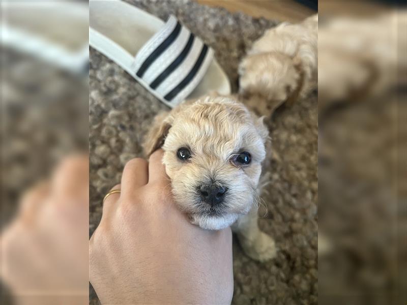 Maltipoo Welpen ab November 24 abzugeben