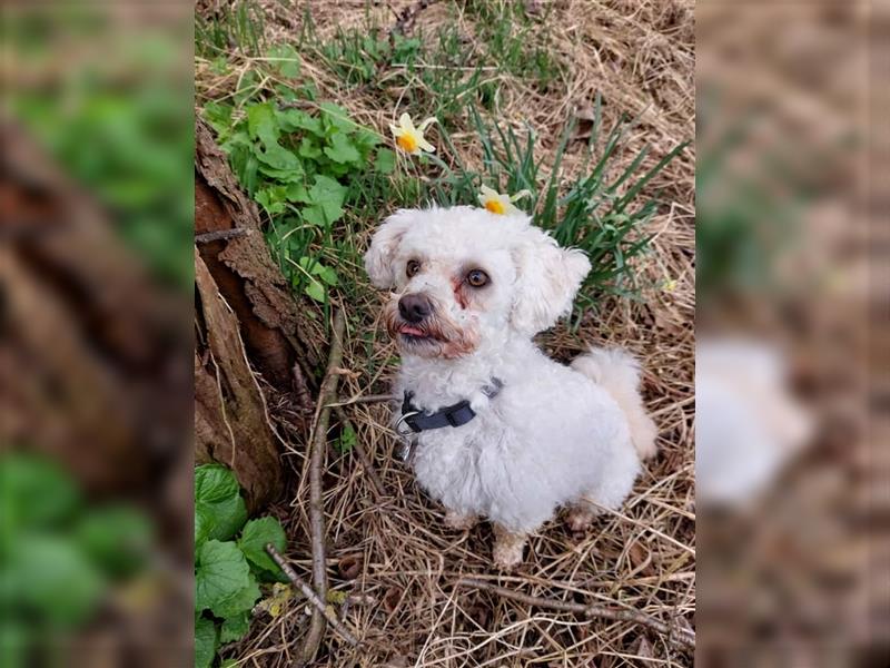 liebenswerter Maltipoo