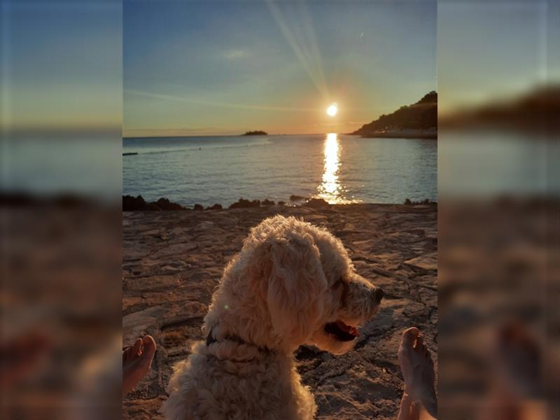 liebenswerter Maltipoo