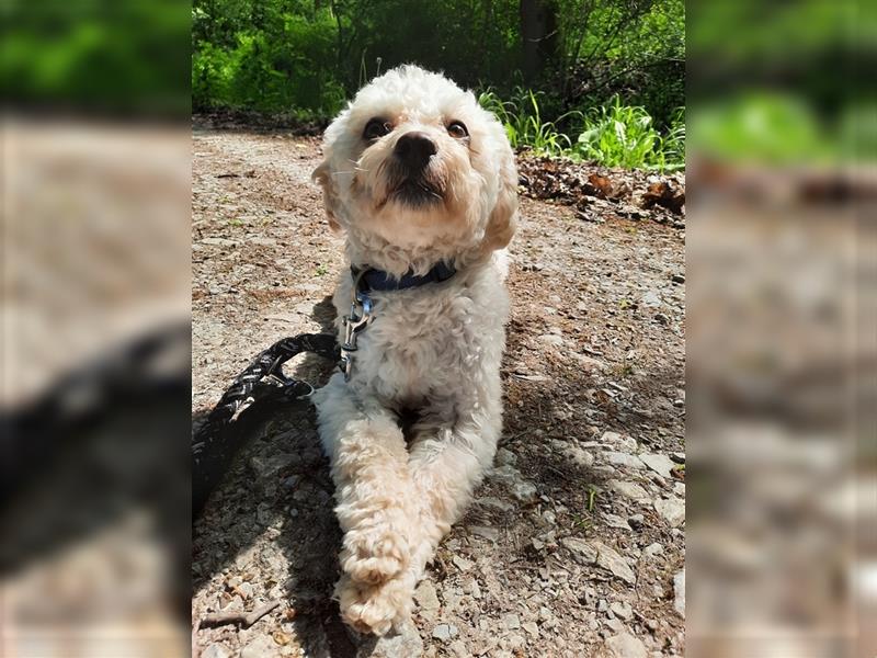 liebenswerter Maltipoo