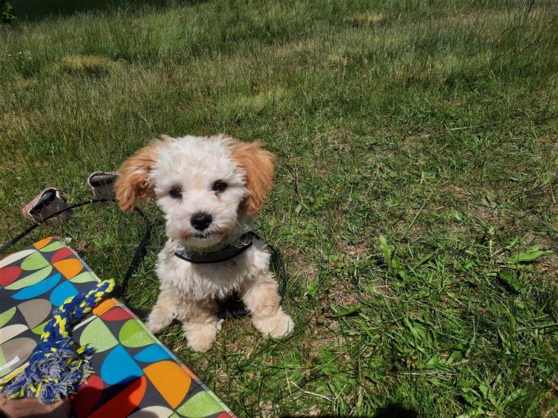 liebenswerter Maltipoo