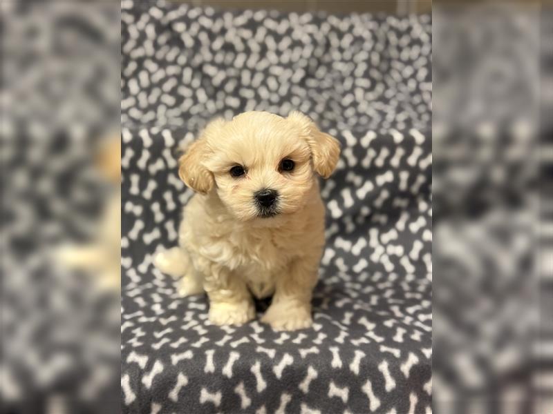 Maltipoo Welpe