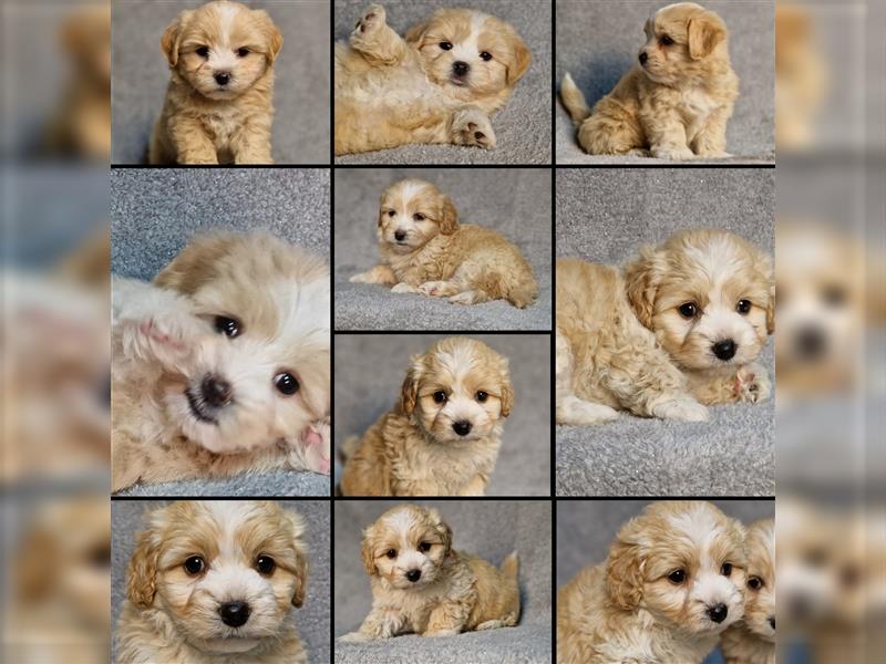 Maltipoo Welpen/ Rüden & Weibchen auszugsbereit