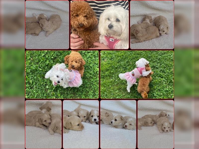 Maltipoo Welpen/ Rüden & Weibchen auszugsbereit