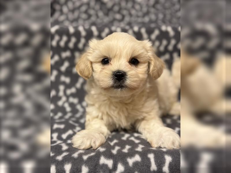 Maltipoo Welpe