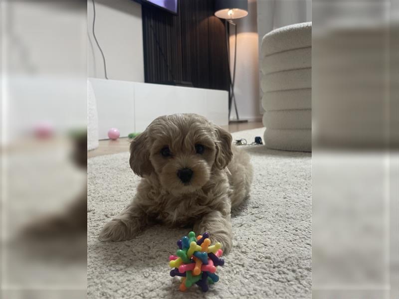 Maltipoo Welpe