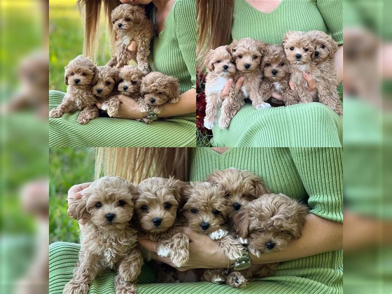 Maltipoo Welpen abzugeben/ Weibchen& rüden