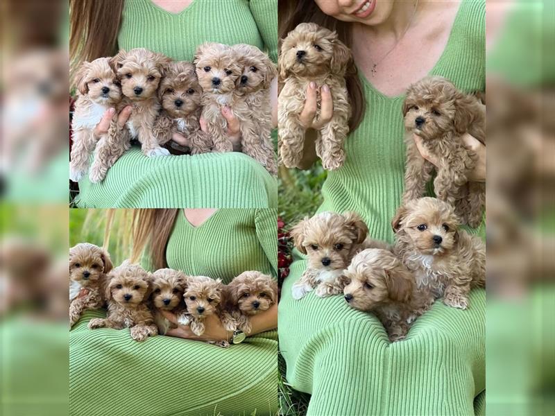 Maltipoo Welpen abzugeben/ Weibchen& rüden