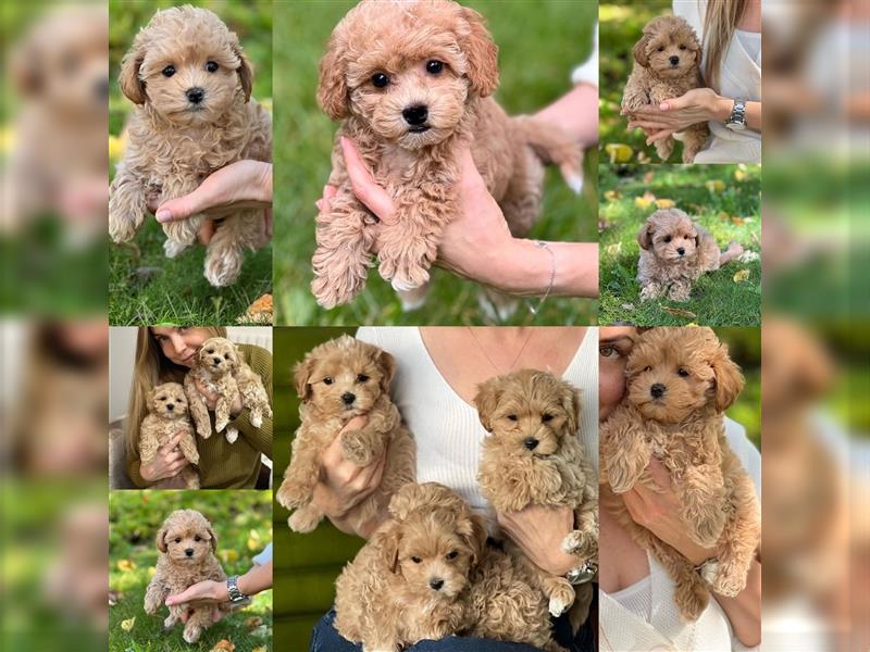 Maltipoo Welpen abzugeben/ Weibchen& rüden