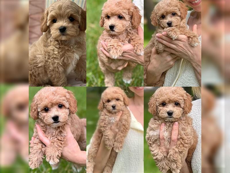 Maltipoo Welpen abzugeben/ Weibchen& rüden