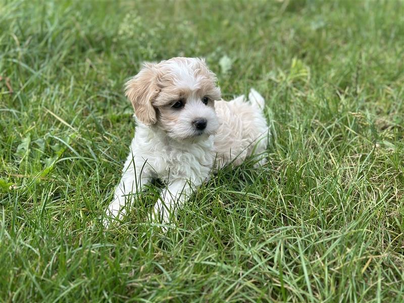 Maltipoo Welpe Rüde