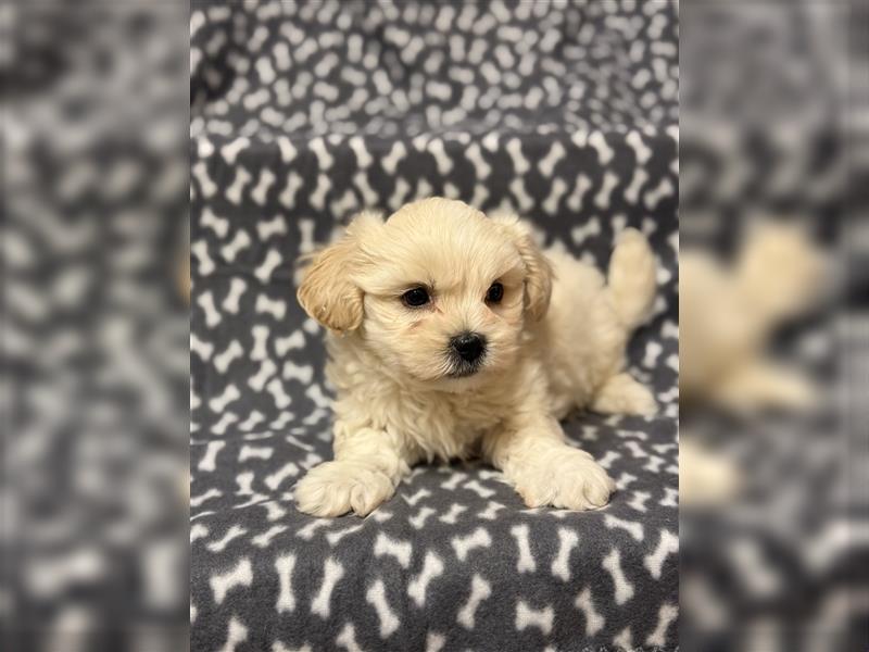 Maltipoo Welpe