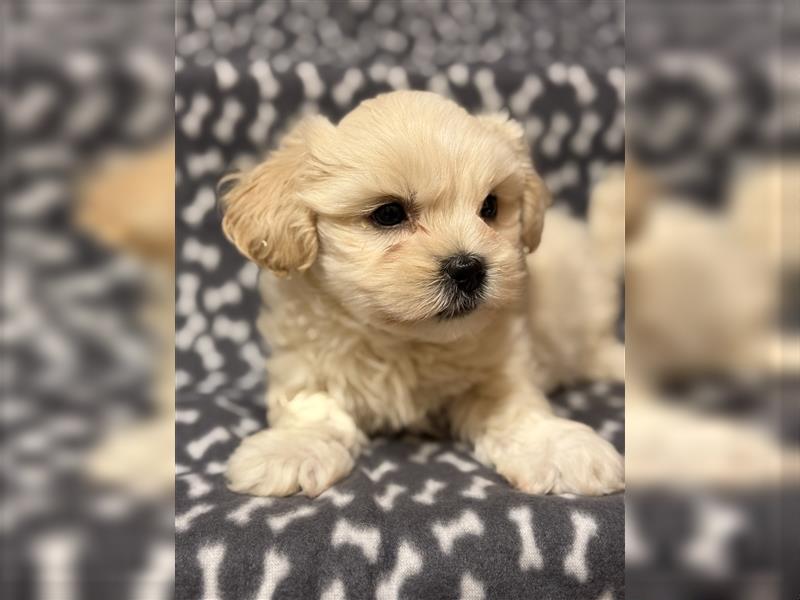 Maltipoo Welpe