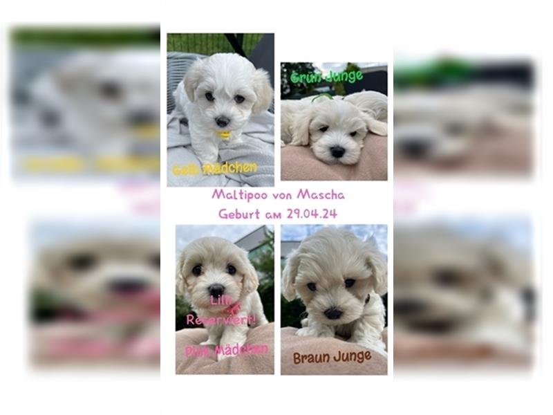 Maltipoo Welpen