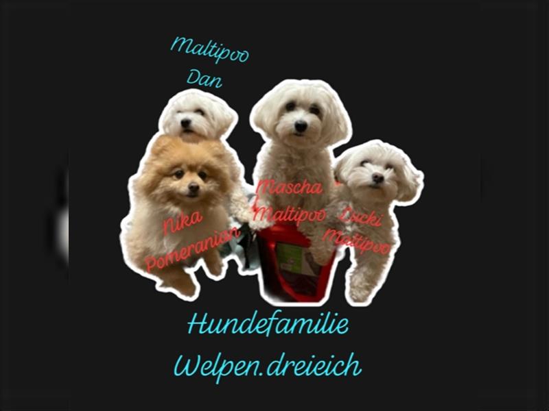 Maltipoo Welpen