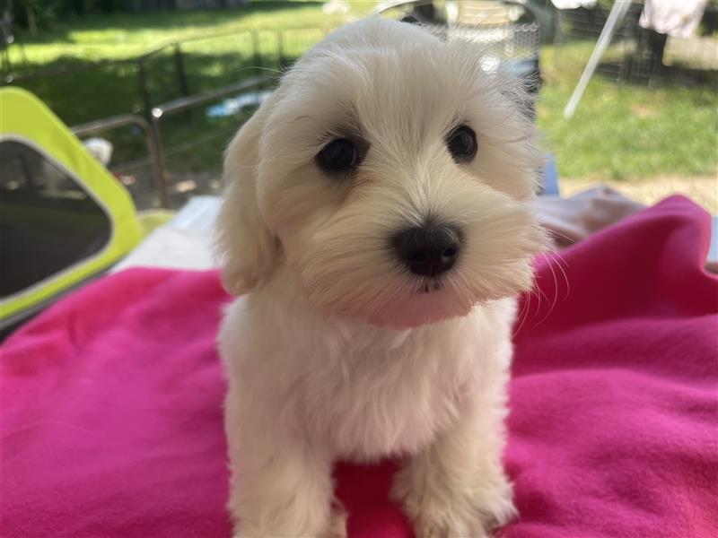 Maltipoo Welpen