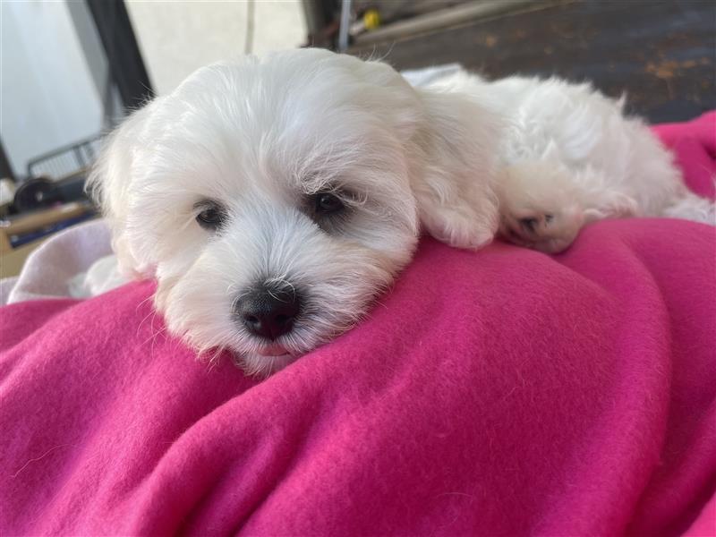 Maltipoo Welpen