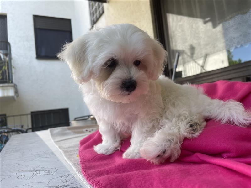 Maltipoo Welpen