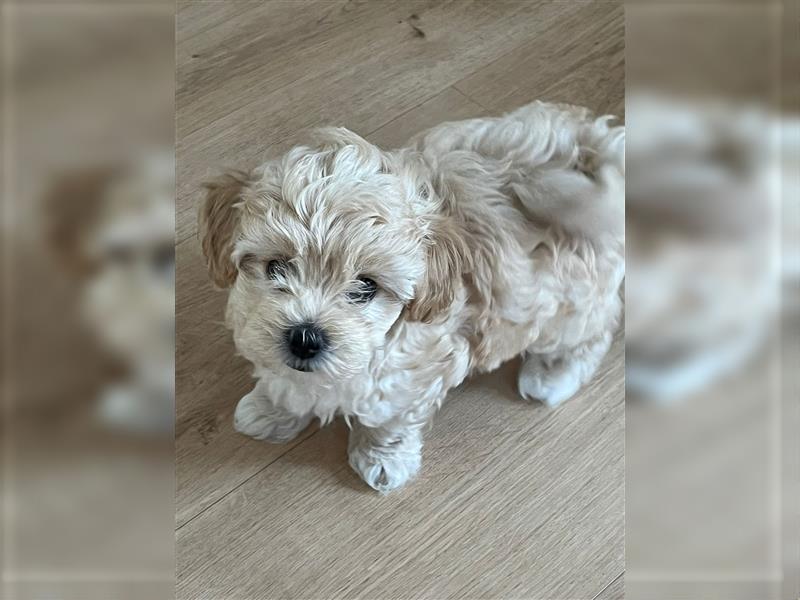 Maltipoo Welpen noch eine Hündin!