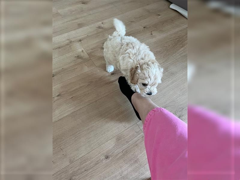 Maltipoo Welpen noch eine Hündin!