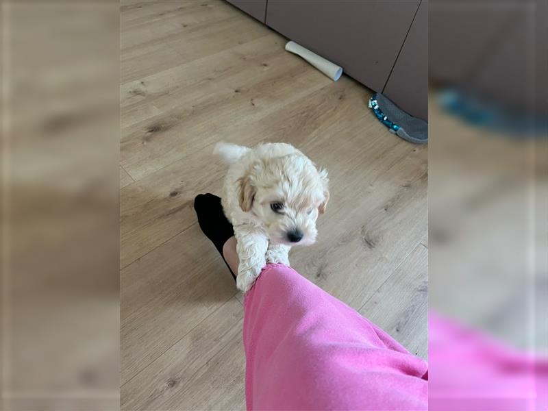 Maltipoo Welpen noch eine Hündin!