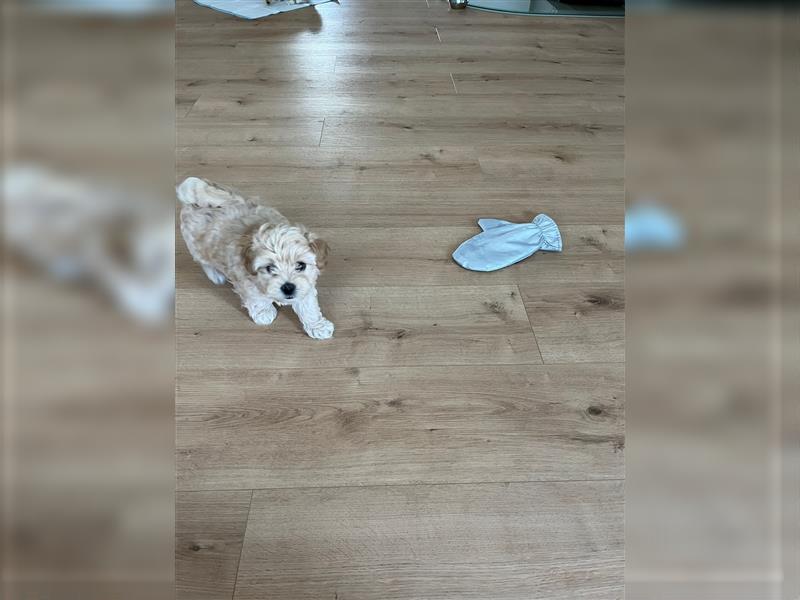 Maltipoo Welpen noch eine Hündin!