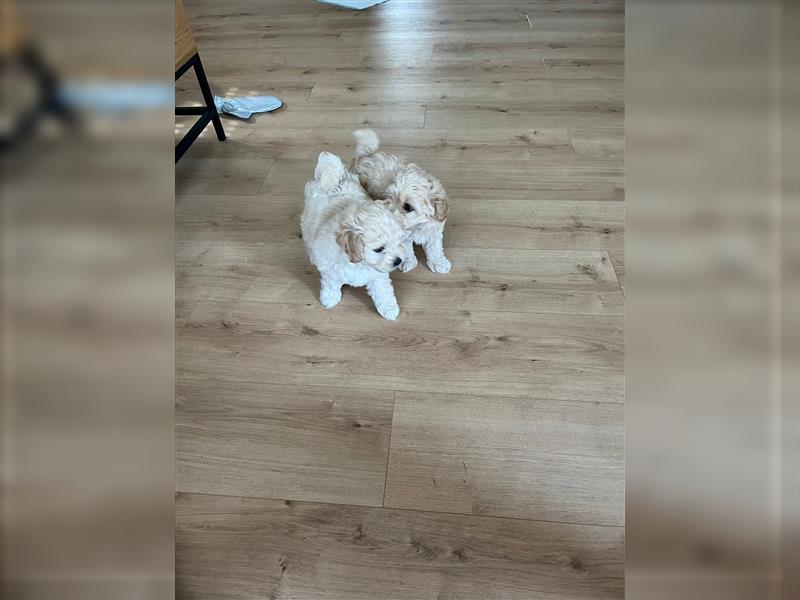 Maltipoo Welpen noch eine Hündin!