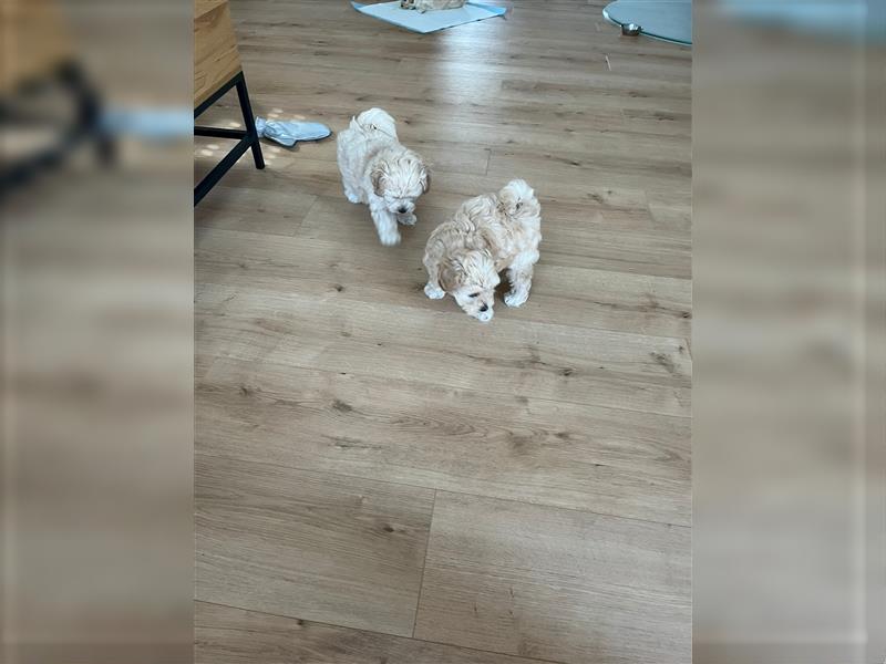 Maltipoo Welpen noch eine Hündin!