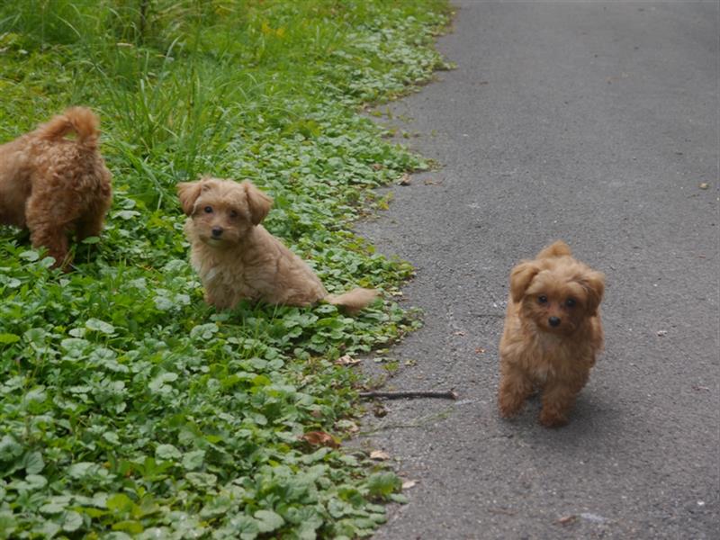 Bolonka-Pudel (Doodle, Bollipoo) Welpen.