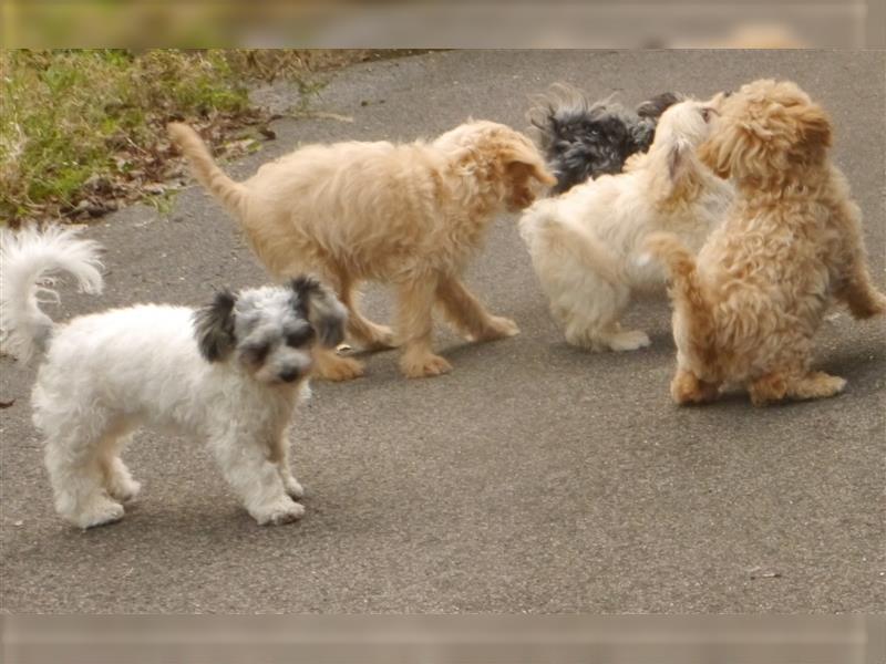 Bolonka-Pudel (Doodle, Bollipoo) Welpen.