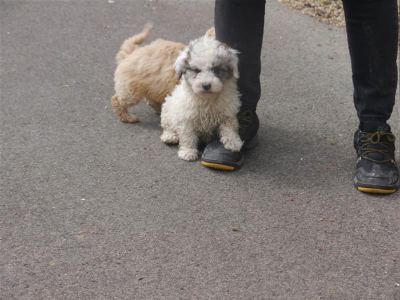 Bolonka-Pudel (Doodle, Bollipoo) Welpen.