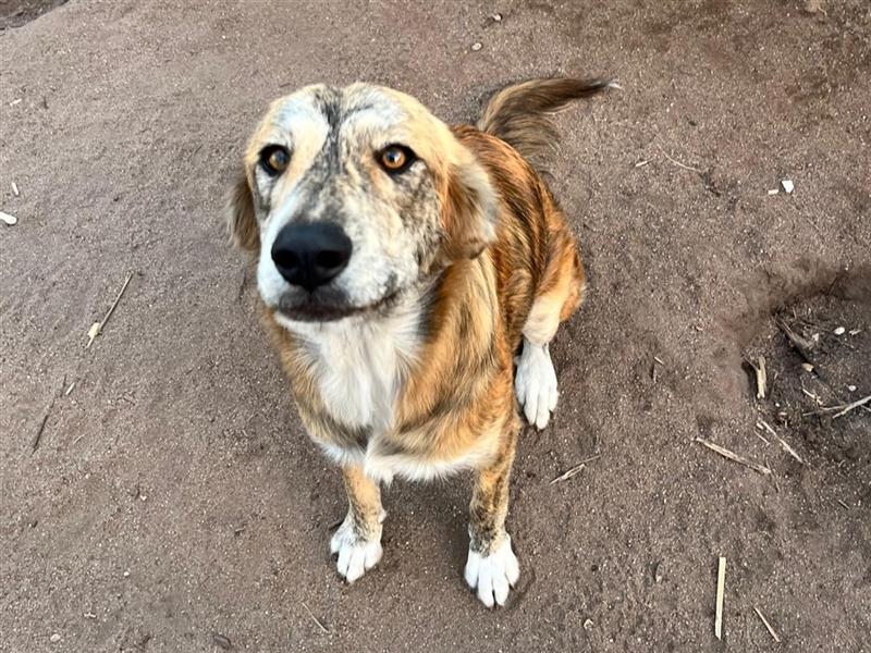 Stella –  wünscht sich ein Zuhause