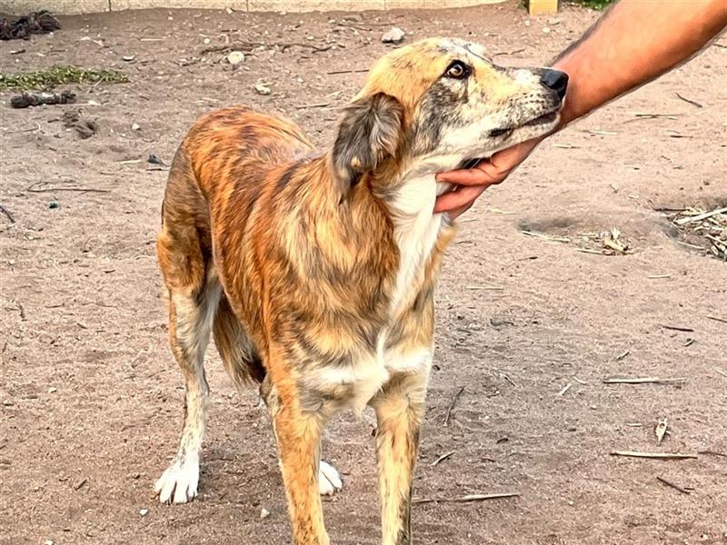 Stella –  wünscht sich ein Zuhause