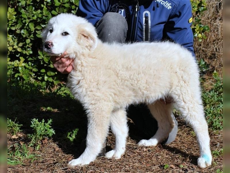 Mirielle - Vier kleine Bärchen suchen dringend Familien